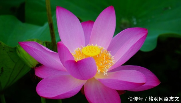 佛祖|佛说:一个人有没有福报,全凭一个字,能做到的人,福报才会来临