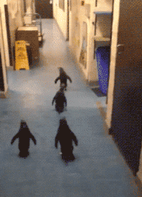 gif|搞笑gif趣图:上学时候的你:谁欺负我小弟了!出来!