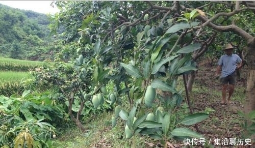 同类|曾是同类中贡品,果期只有10几年,如今沦为低价品,5毛钱一斤