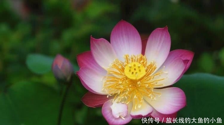  顺风|8月开始事业顺风，穷运到头，名利双收的四大生肖