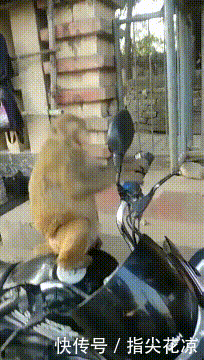 汉堡|搞笑GIF:精致女孩是这样吃汉堡的?