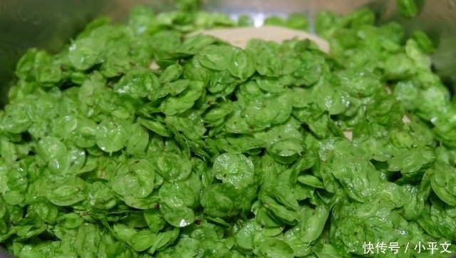 发酵好|榆钱蒸馒头,搭配玉米面最清香,详细步骤分享,简单易做超好吃