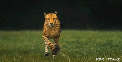 实在|GIF搞笑趣图: 好厉害的情侣, 这几个动作实在是高难度啊!