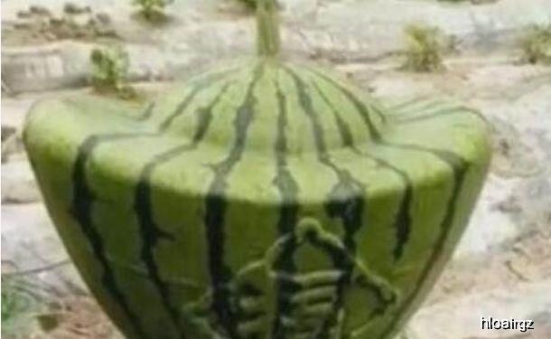 土豪|土豪买到“元宝”西瓜，回到家切开之后，开始心疼了