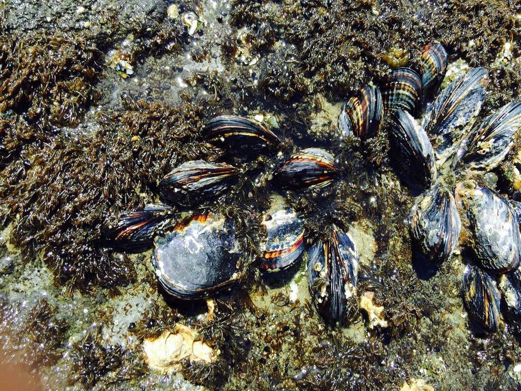  海洋中|大白鲨身上干干净净，为什么蓝鲸身上有很多附着物