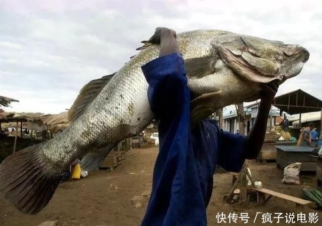  如今|曾入侵我国的非洲“鱼王”，如今过得怎么样了?鱼王：我太难了