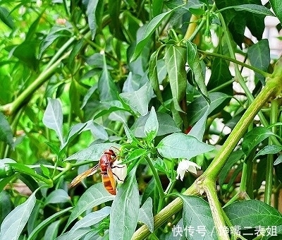 不欢|无辣不欢!万能辣椒酱 一学就会!