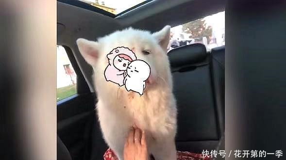  遗弃|狗狗家中拉粑粑 遭主人打爆眼球遗弃 爱心人士凑钱手术