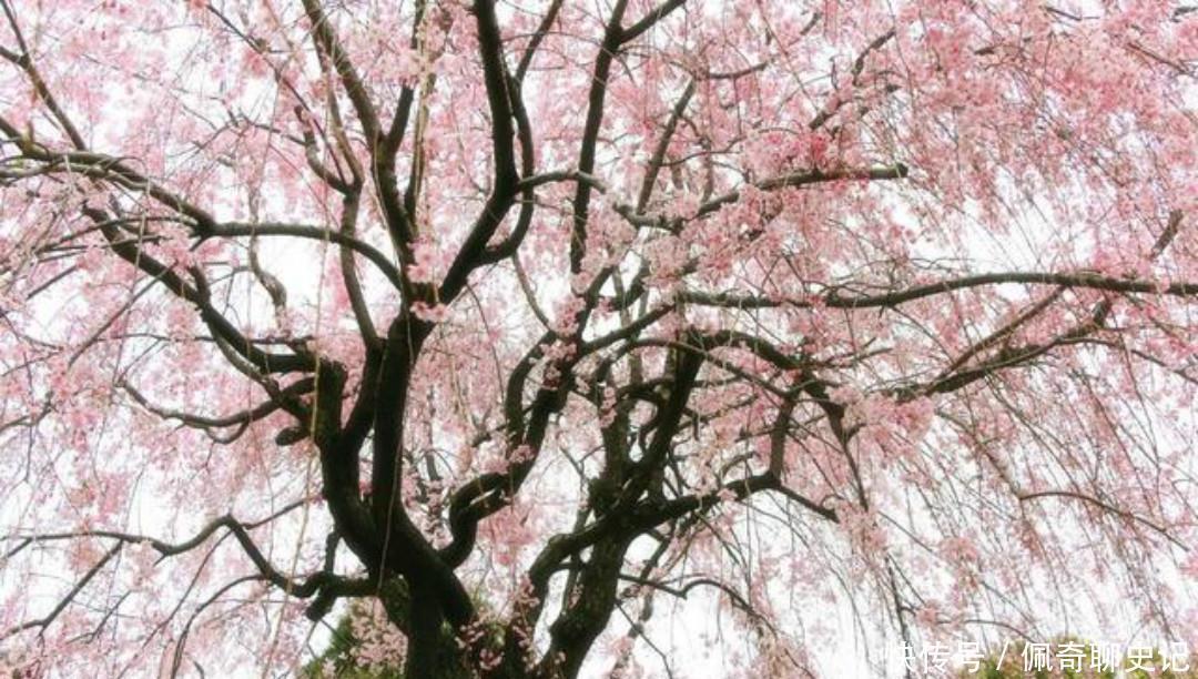 充满|王安石很经典的两首六言绝句,写得很是伤感,每一首都充满了忧愁