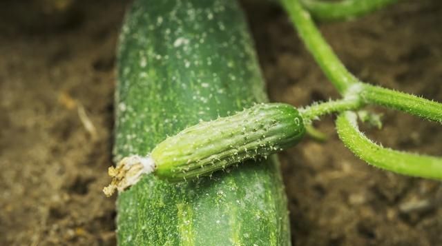  黄瓜|温室越冬黄瓜栽培技术，掌握分段管理经验，有效提高黄瓜的生长