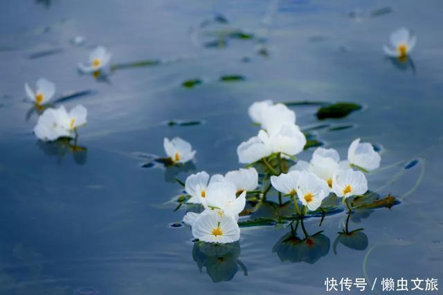 泸沽湖|陪你一起，闯进泸沽湖的花海