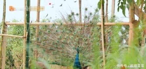  播出|《向往的生活》老嘉宾归来，效果确实很好，没播出就让人无比期待