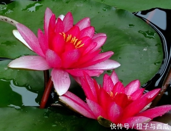 大运|明天开始被大财砸中，连走3年大运，财大气粗，步步高升的3生肖