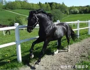 揭秘历史上公认的十大名马