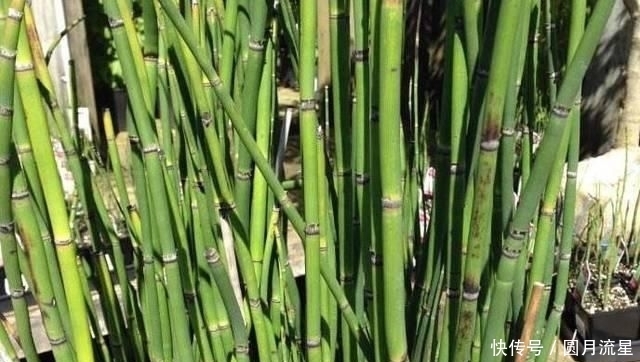 遇见|十个男人九个有脚气,农村此种野草遇见拔回家,远离脚气脚臭