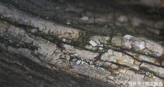 爱情|10月,喜鹊欢叫,天赐良缘,桃花运大涨,爱情幸福美满的3星座