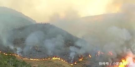 森林|巴西老人为骗取保险，故意烧车，不料烧毁整个森林保护区