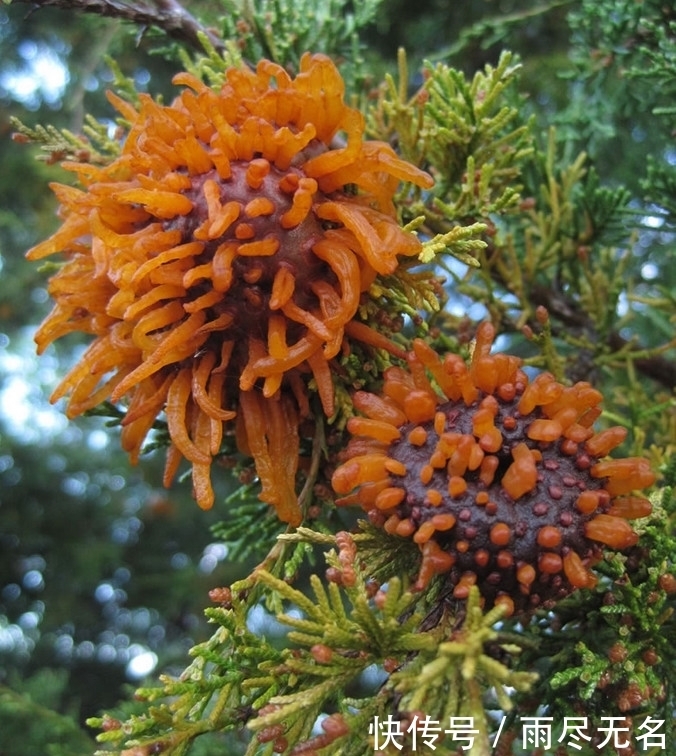 野果|野外发现一树“野果”,想吃却被当地人反对,知道真相让人吃惊