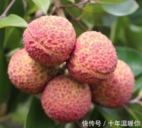 车厘子|迪拜炫富“金咖啡”,韩国炫富“烤肉”,都不如中国炫富“痛快”