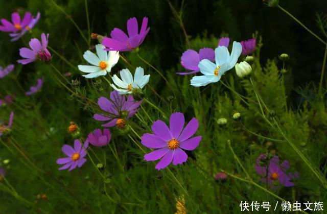 泸沽湖|陪你一起，闯进泸沽湖的花海