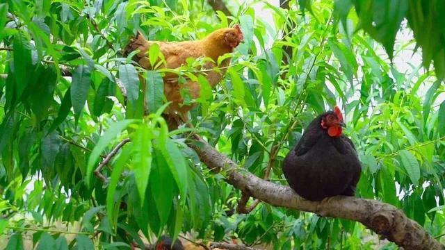 篇作文|高考满分作文《生活在树上》引争议,作文不能以“看不懂”为荣