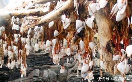  男子|男子发现海边一棵沾满“异物”的树干，走进一看，顿时喜笑颜开