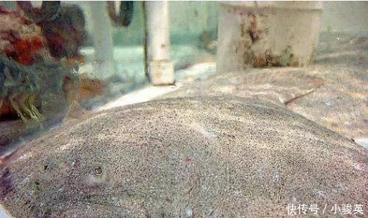 市场|1992年才引进国内,至今无法自然繁殖,市场很难买得到