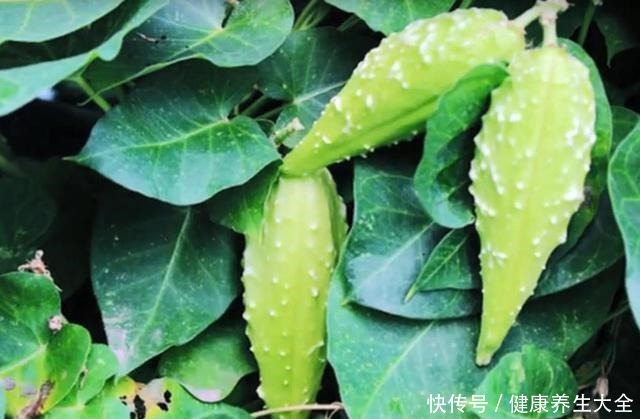 地梢瓜|它素有“钙王”之称,口感香脆美味,栽培前景广阔!