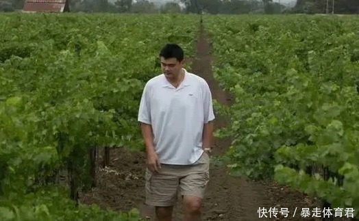 葡萄酒|当年姚明花720万,在美国买48亩葡萄酒庄,现在赚了多少?