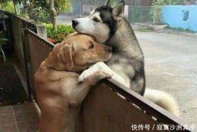哈士奇|金毛喜欢上了哈士奇,看到出生的小二哈,主人哭笑不得
