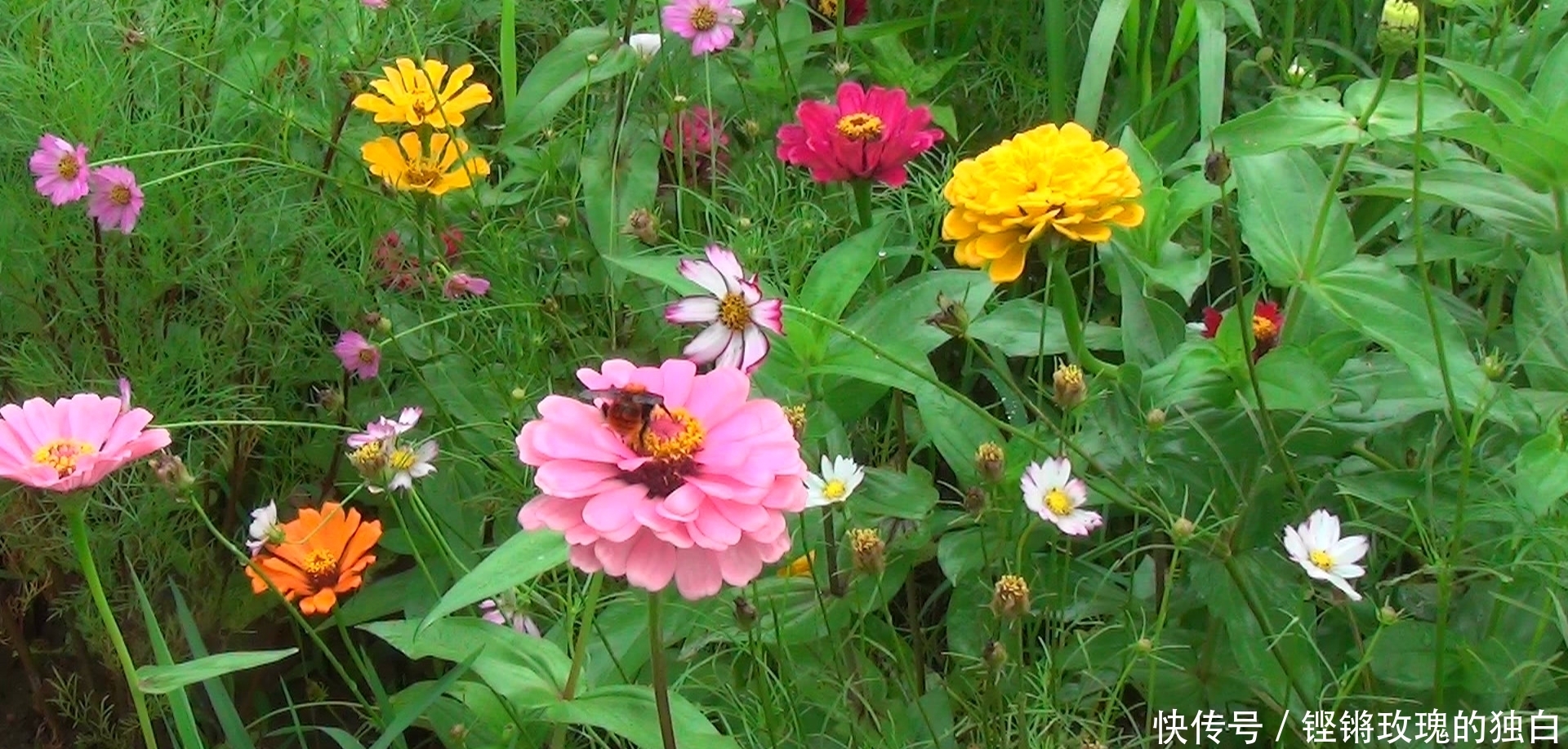 八中|马鞍山八中74届高中女生模特团:南京江宁竹庄生态园雨中走秀(音乐相册)