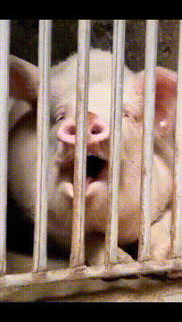 GIF|搞笑GIF:我看看有多少人能做到