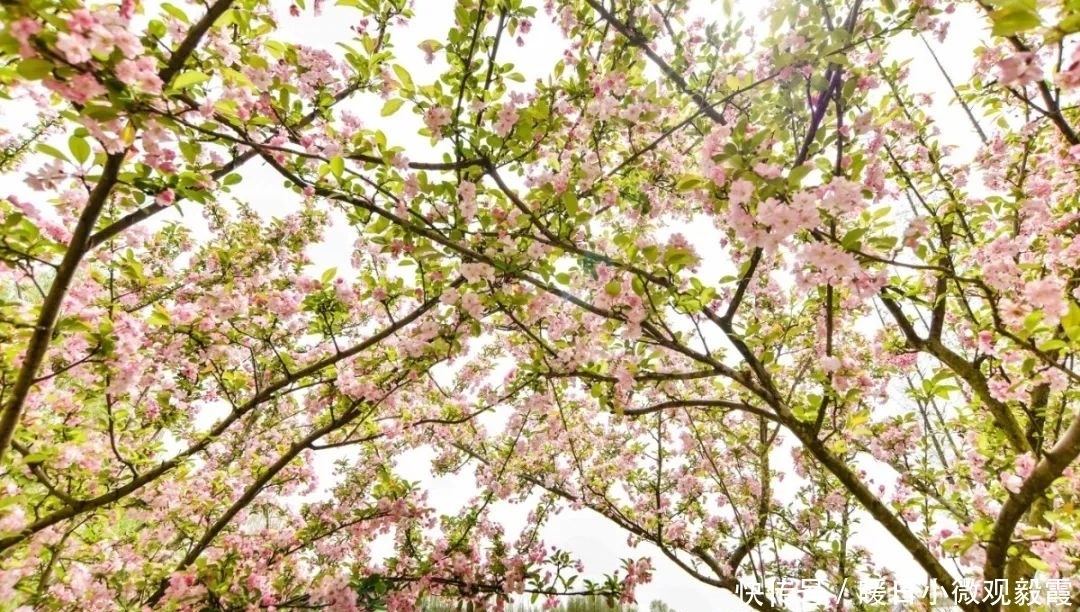  浅谈|浅谈秀丽东方IP对成都公园城市建设的借鉴作用