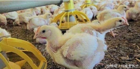为啥|一只鸡就两条腿,肯德基鸡腿为啥能供应不断,带你去养鸡场看看