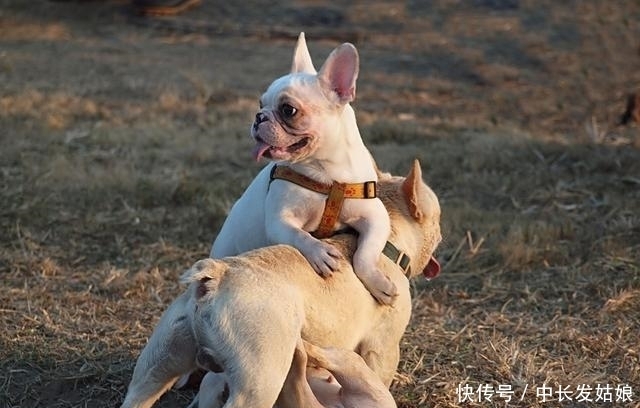  压根|这几种狗狗，一旦变成流浪狗，压根活不下去