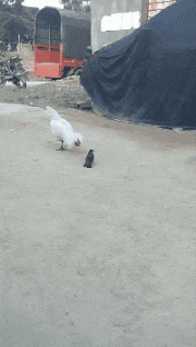 GIF|搞笑GIF：哥们，你这是在用鸽子做导航吗？想象力真丰富