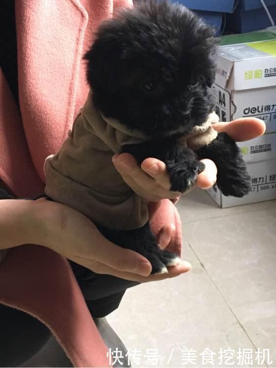 纸箱|流浪小奶狗刚满月就被丢出门外，小家伙冻坏了躲在纸箱里瑟瑟发抖