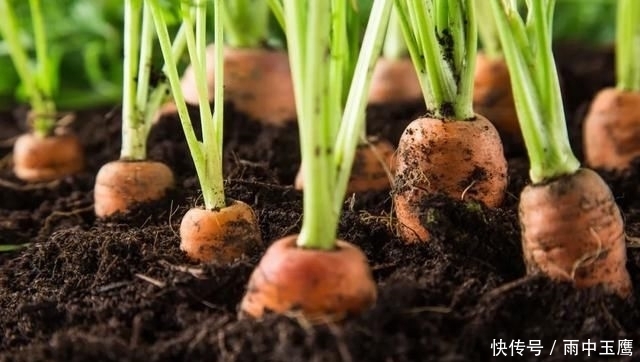  在家|在家种个菜都这么美，还要什么花园？