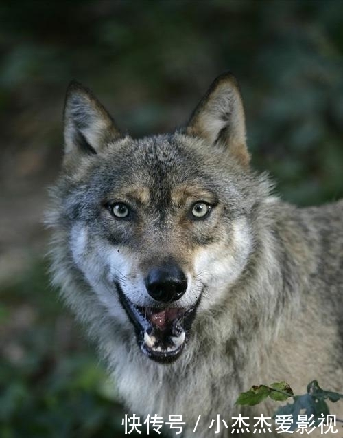 内脏|为什么有人说野外遇狼带上一包盐就可以救自己?