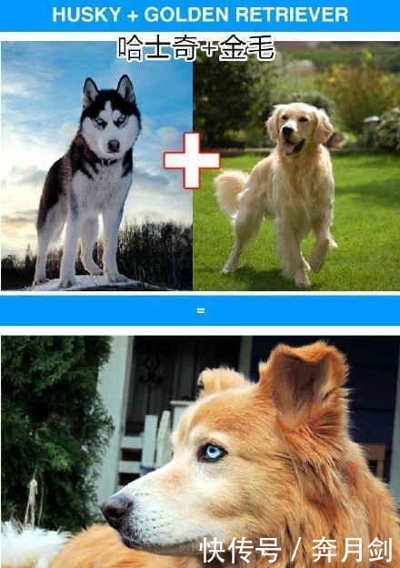 宝宝|斗牛犬爱上哈士奇, 当它们宝宝出生后, 斗牛 这孩子我不要了