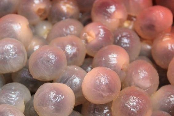 吃货|剥皮后变“兄弟”的3种水果,都能分清的,估计不是果农就是吃货