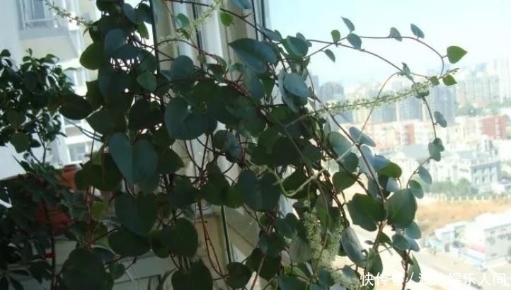  植物|养爬藤植物就养这5种，能赏花还能食用！