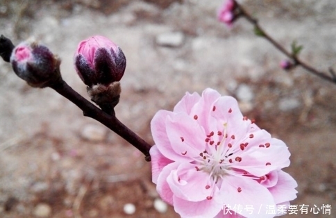 一帆风顺|算命的说,9月份这三生肖财门从小开到大,摆脱霉运,一帆风顺