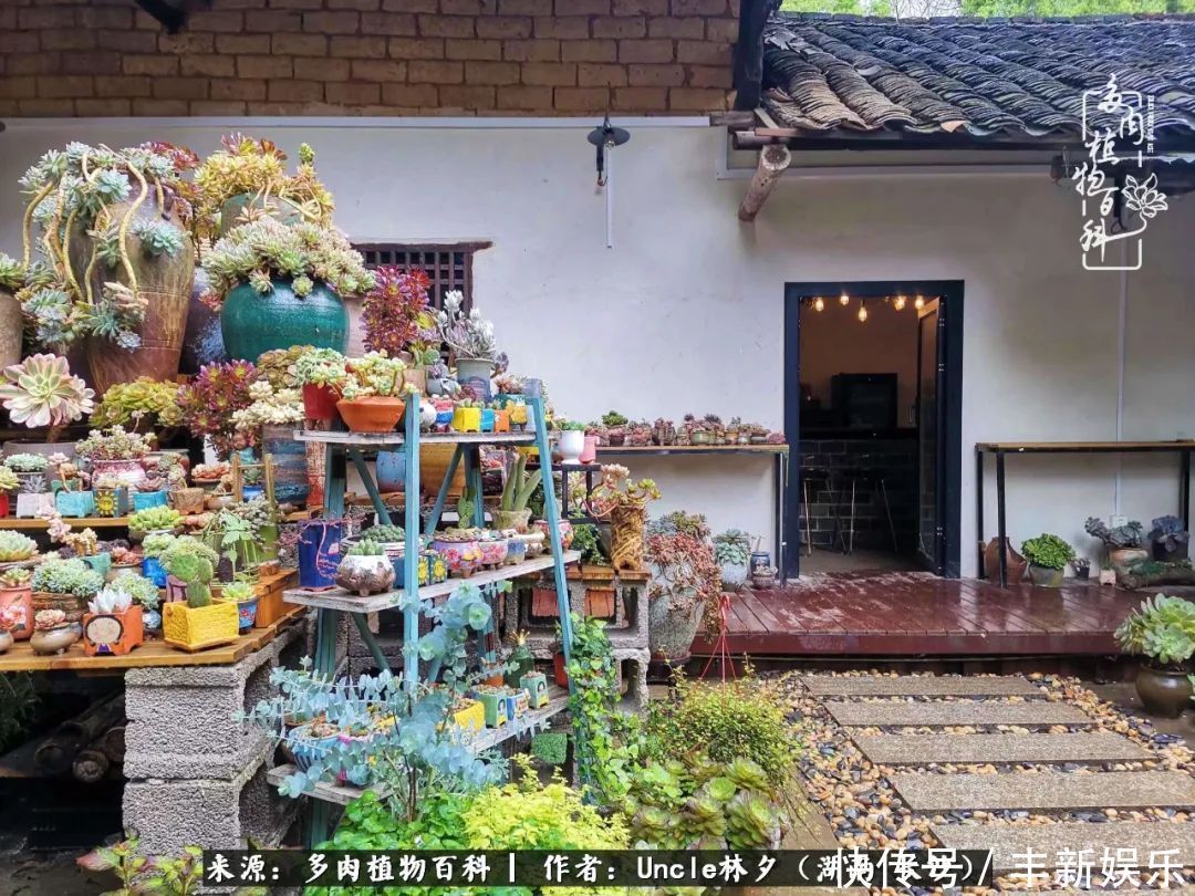  泡一壶|多肉庭院慢生活种一片多肉，喝一杯果酒，泡一壶清茶！