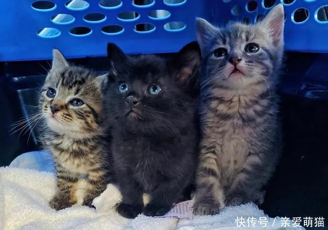  铲屎官|三只小猫吃不饱，只能组队偷盗，它们首次入室盗窃，收获还不少！