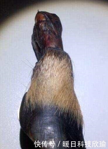  手串|黑驴蹄子手串? 甭管什么！盘它！