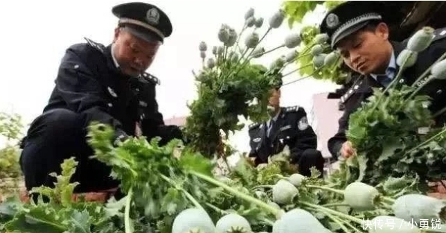  罂粟|中国唯一合法种植“罂粟”，规模高达一千亩，武警携真枪全天看守
