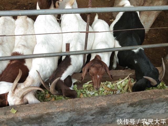 季节|又到了一年两次的驱虫季节，每次驱虫都不彻底，这个步骤应该没做