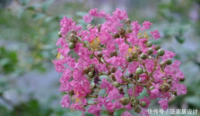 超长|花期超长的两种木本花卉,一种适合南方一种适合北方