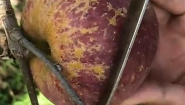 世界|世界最丑的苹果之一,果农切开的那一刻,才知道它的美味之处